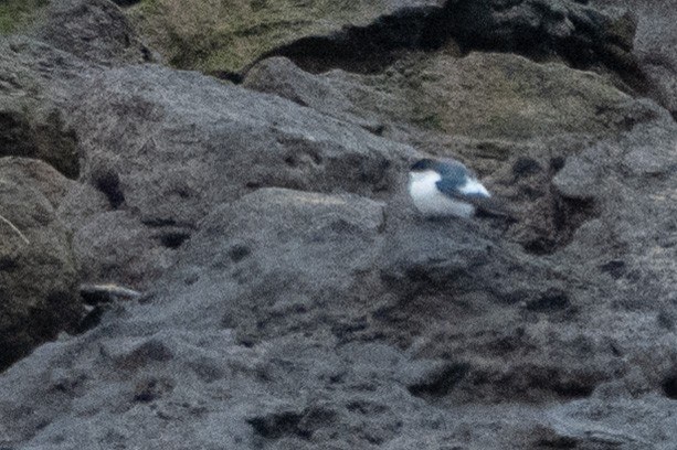 ハジロミドリツバメ - ML644061322