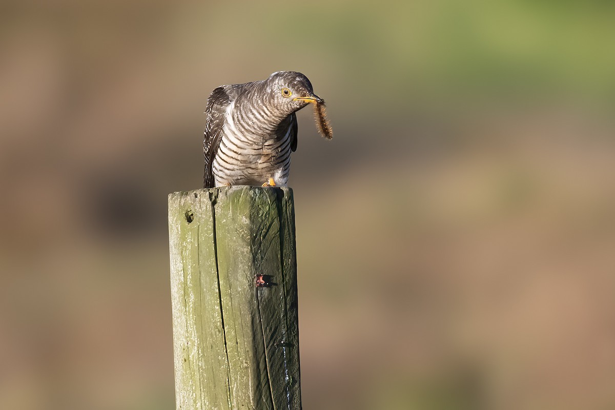 Common Cuckoo - ML644061323