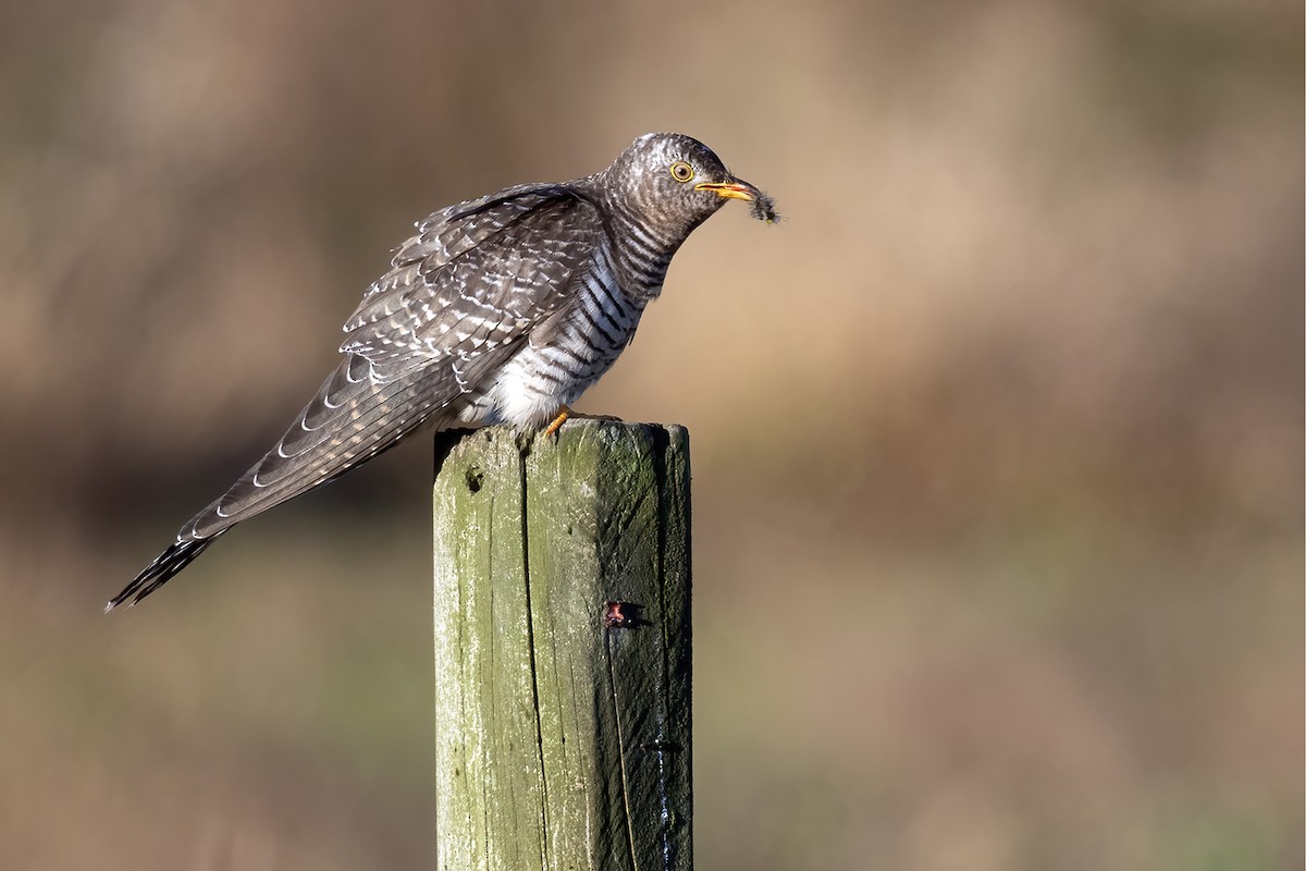 Common Cuckoo - ML644061324