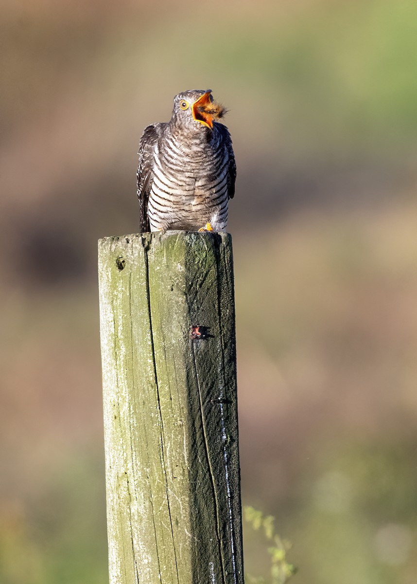 Common Cuckoo - ML644061325