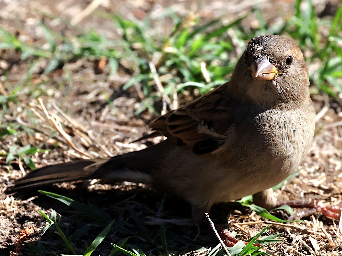 House Sparrow - ML644061328