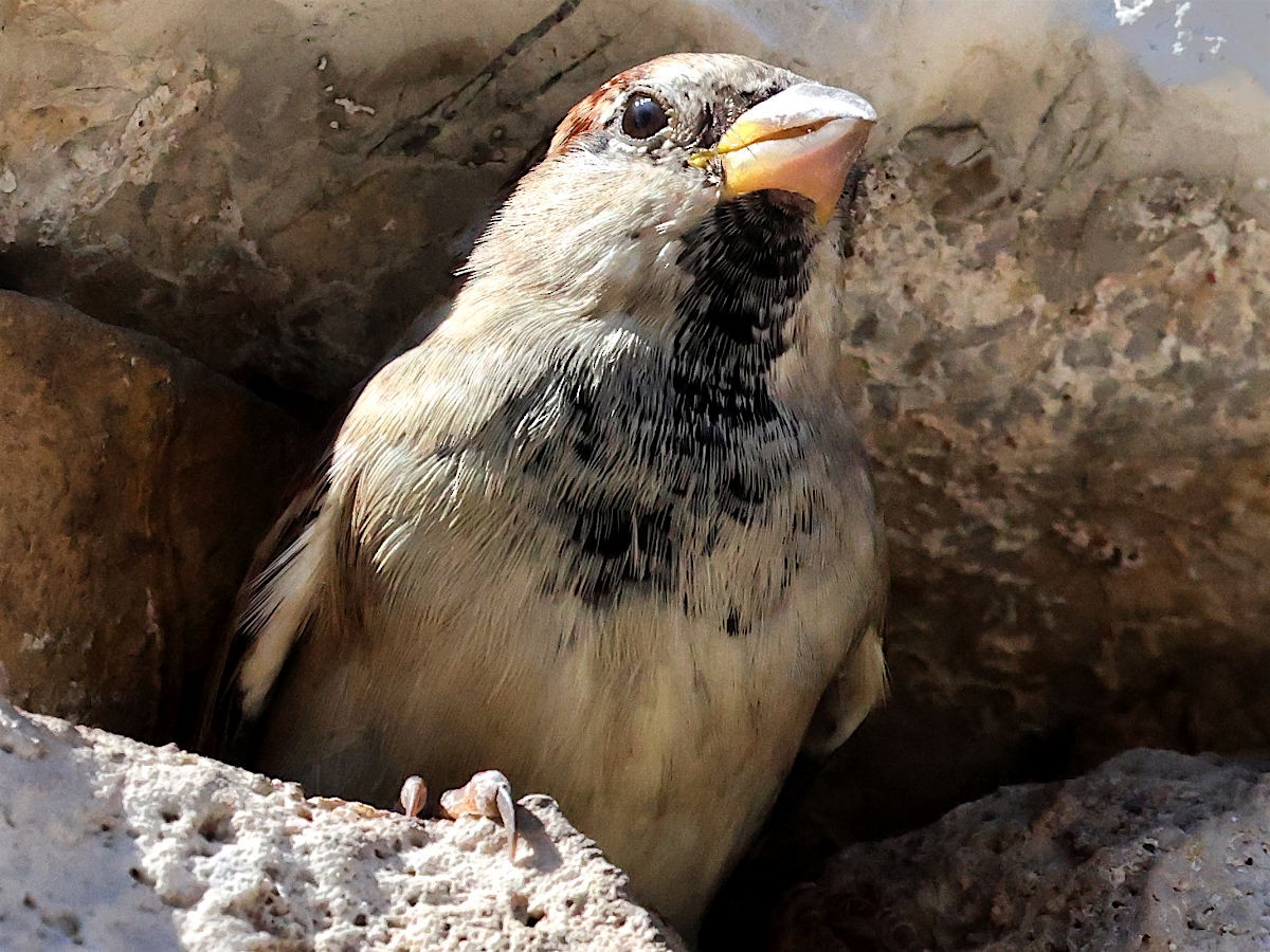 House Sparrow - ML644061330