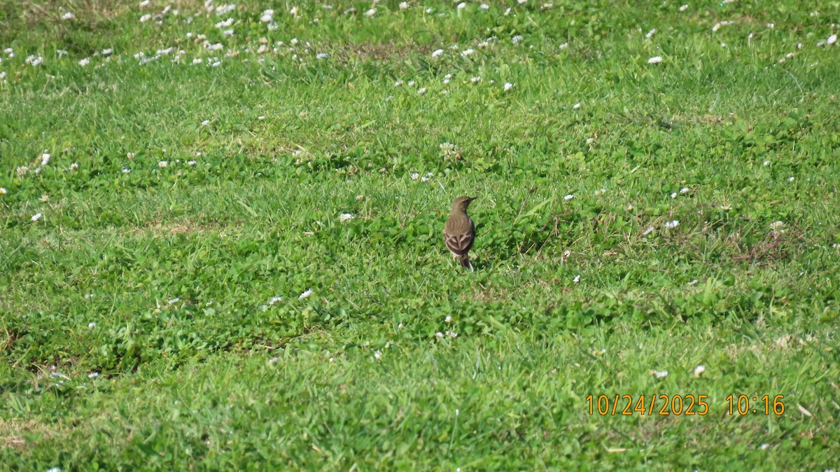Pipit d'Amérique - ML644061331