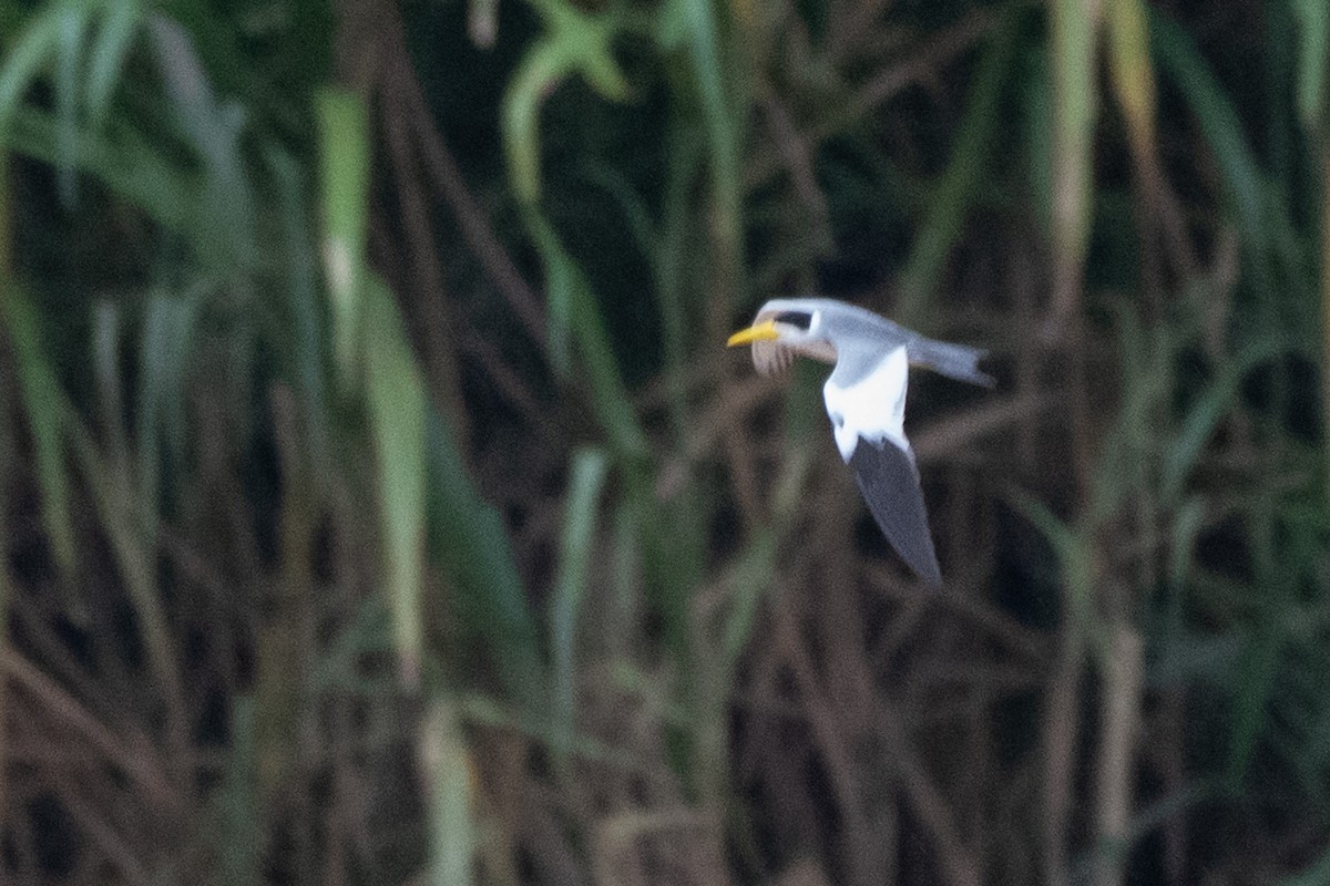 Large-billed Tern - ML644061332