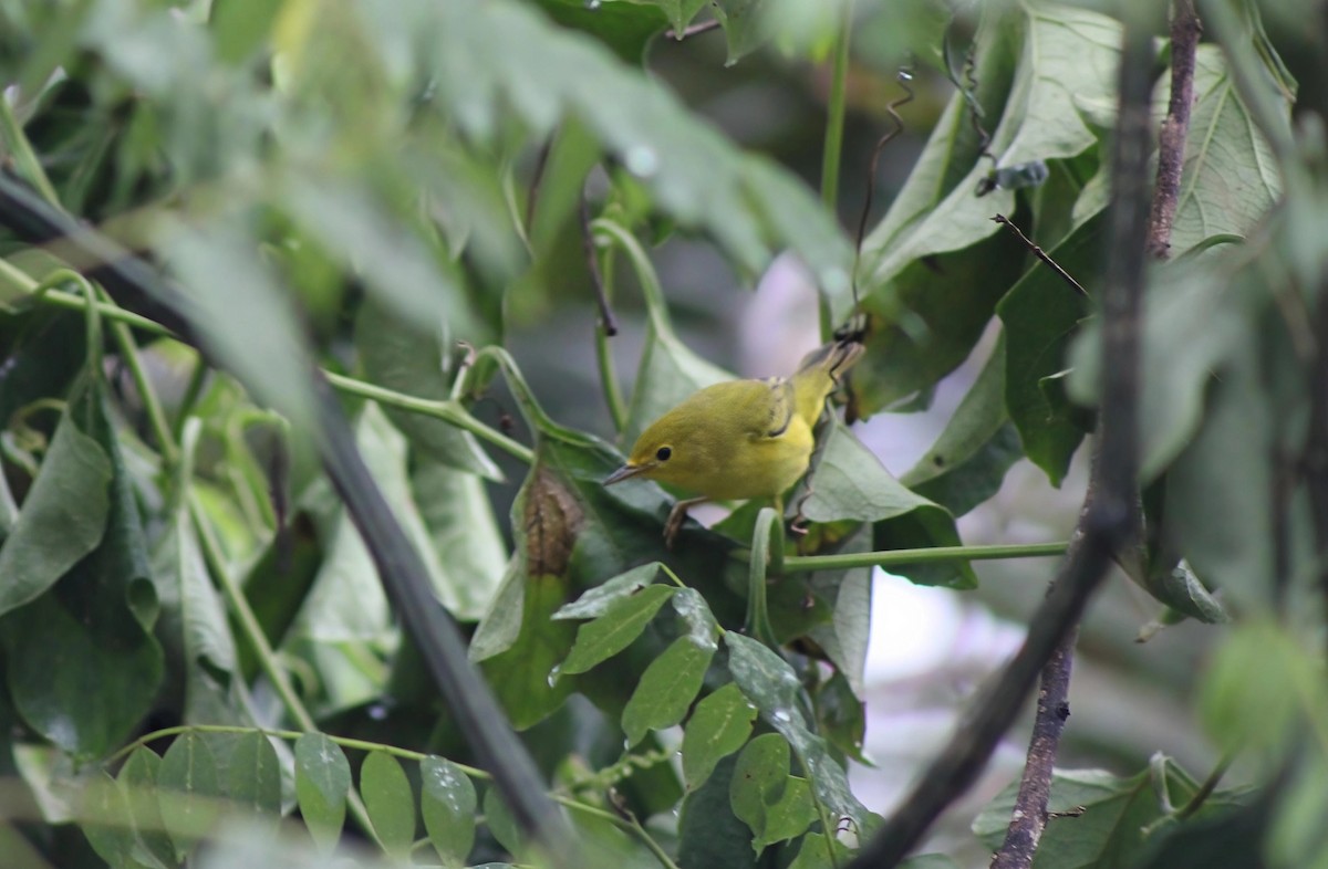 Yellow Warbler - ML644061333