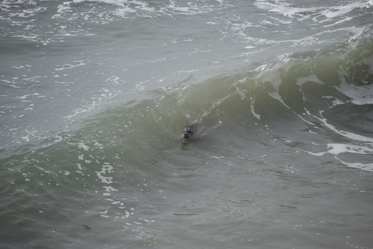 Pacific Harbor Seal - ML644061334