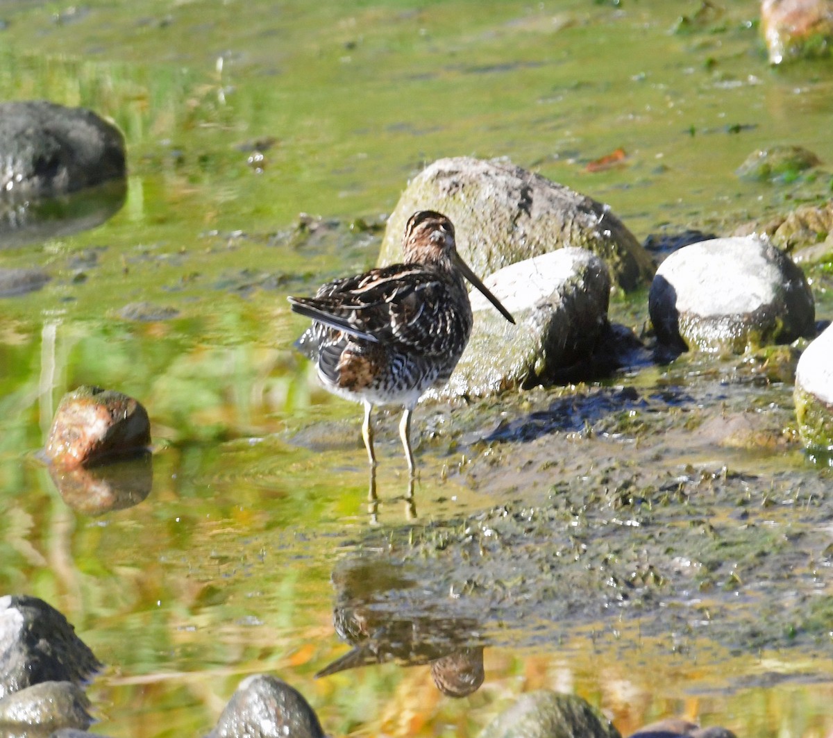 kanadabekkasin - ML644061341