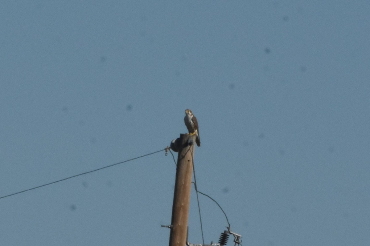 Prairie Falcon - ML644061342