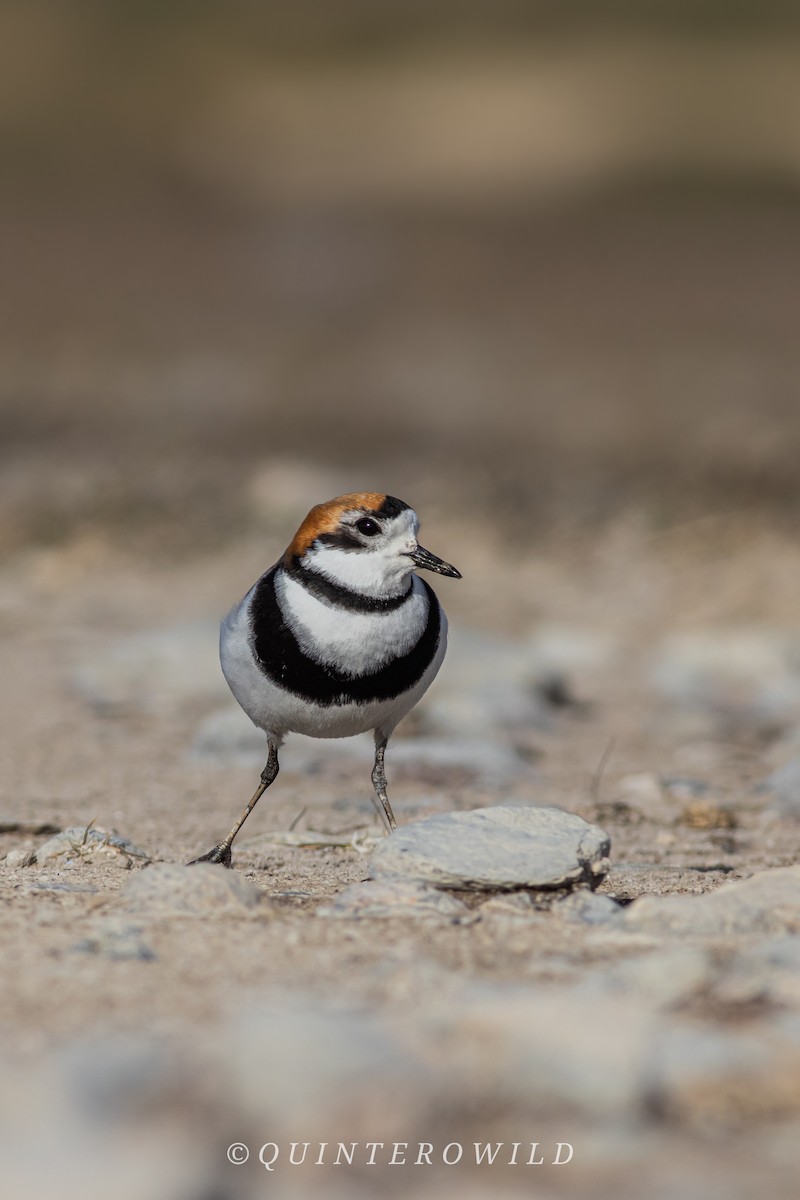 Pluvier des Falkland - ML644061352