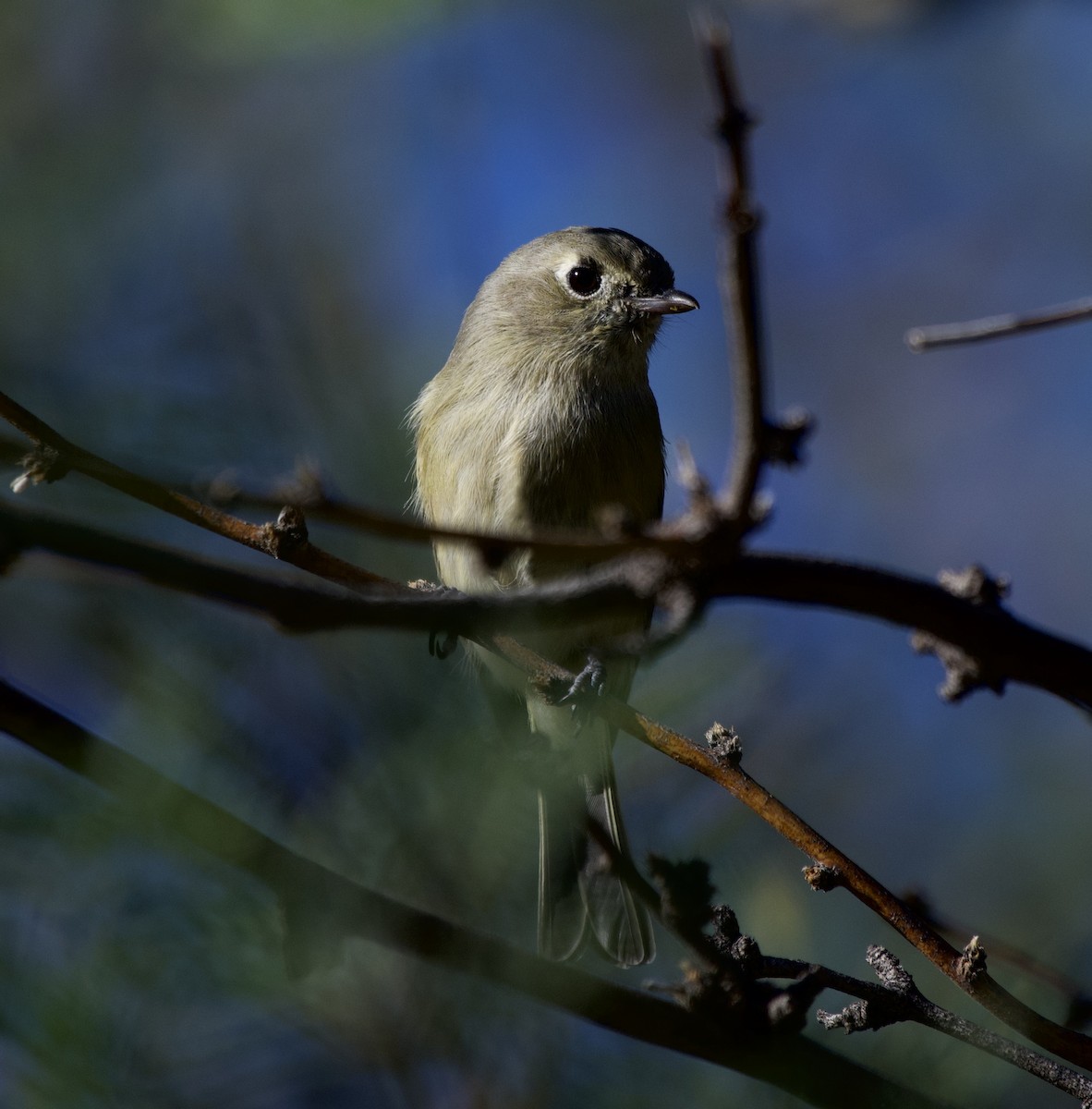 Hutton's Vireo (Interior) - ML644061353