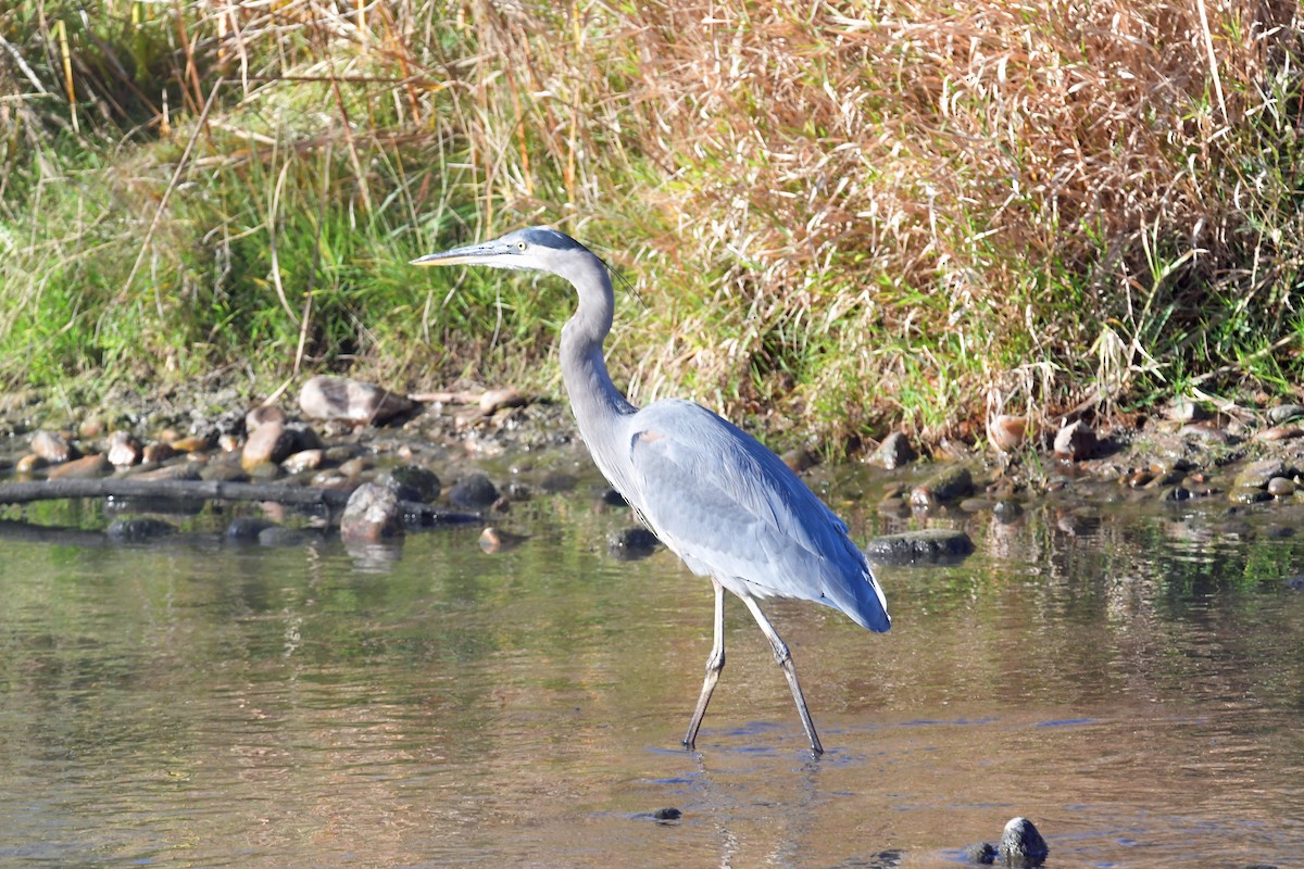 Great Blue Heron - ML644061359