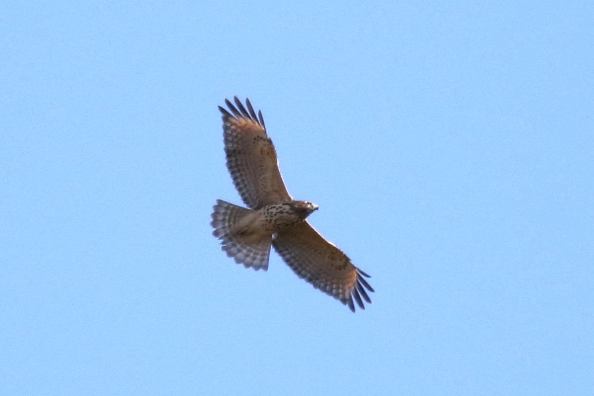 Red-shouldered Hawk - ML644061363