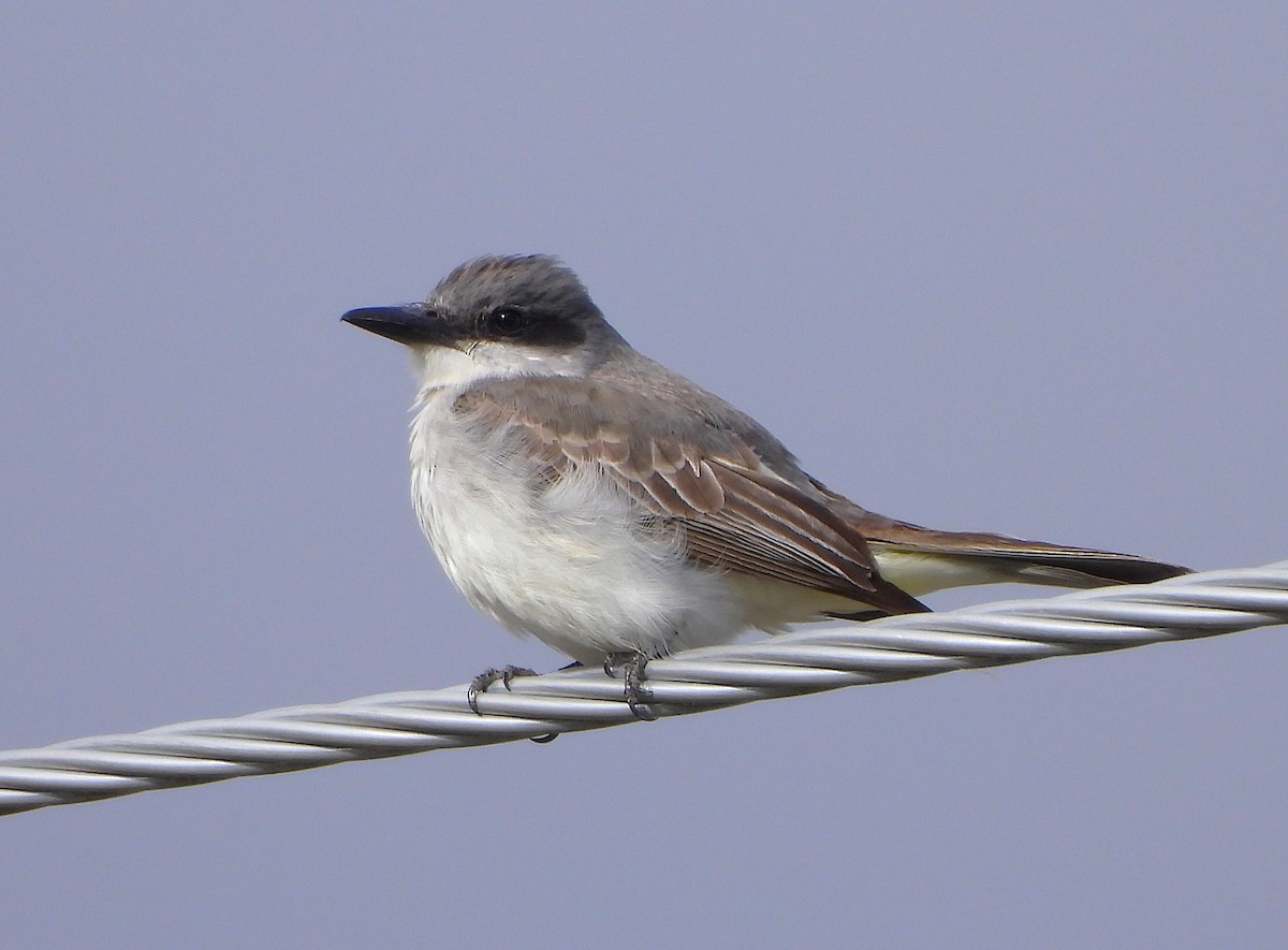 Gray Kingbird - ML644061368