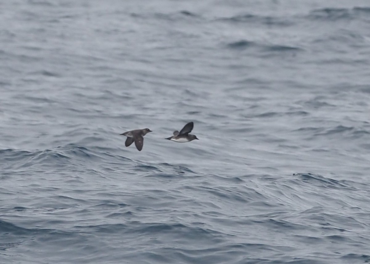 Cassin's Auklet - ML644061369