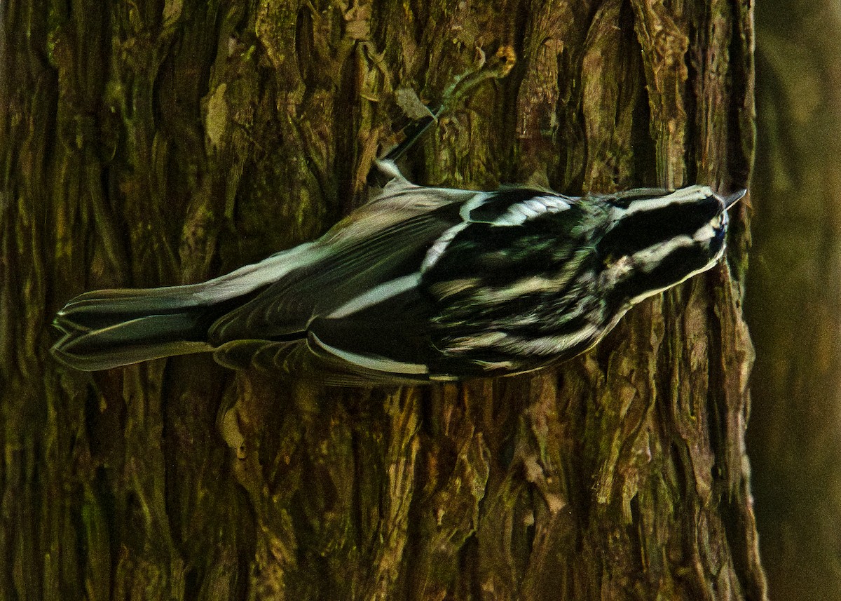 Black-and-white Warbler - ML644061374