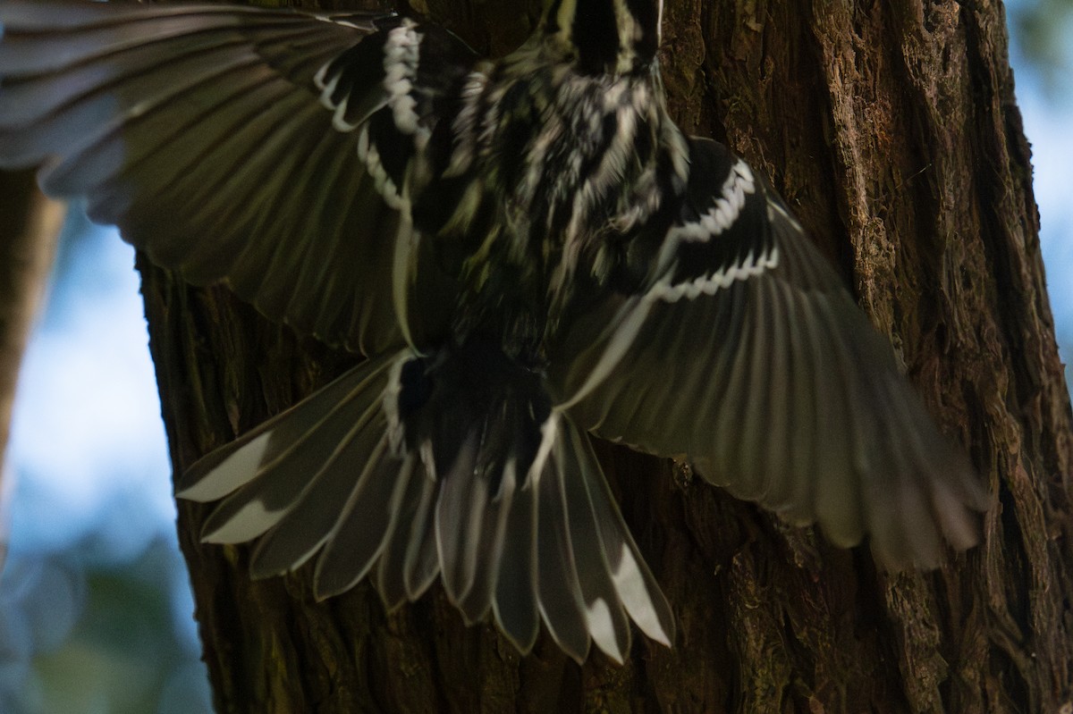 Black-and-white Warbler - ML644061375