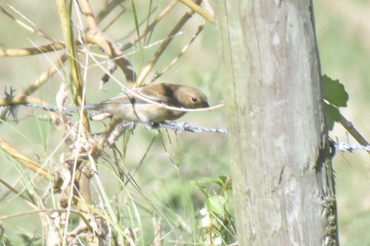Indigo Bunting - ML644061377