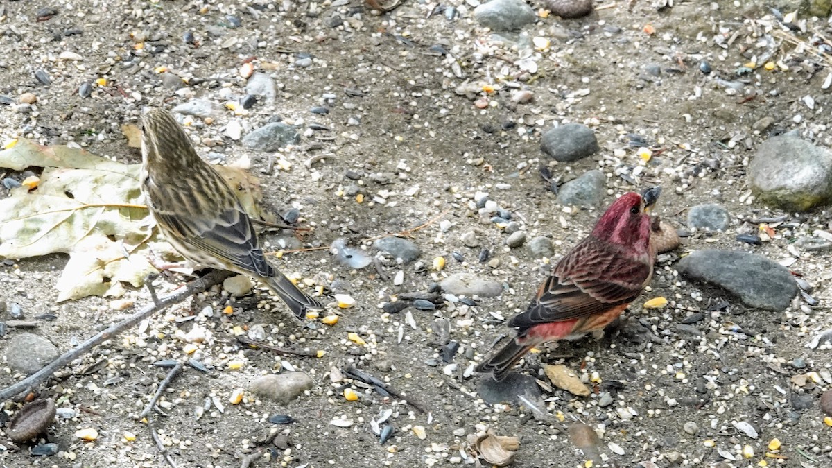 Purple Finch - ML644061381