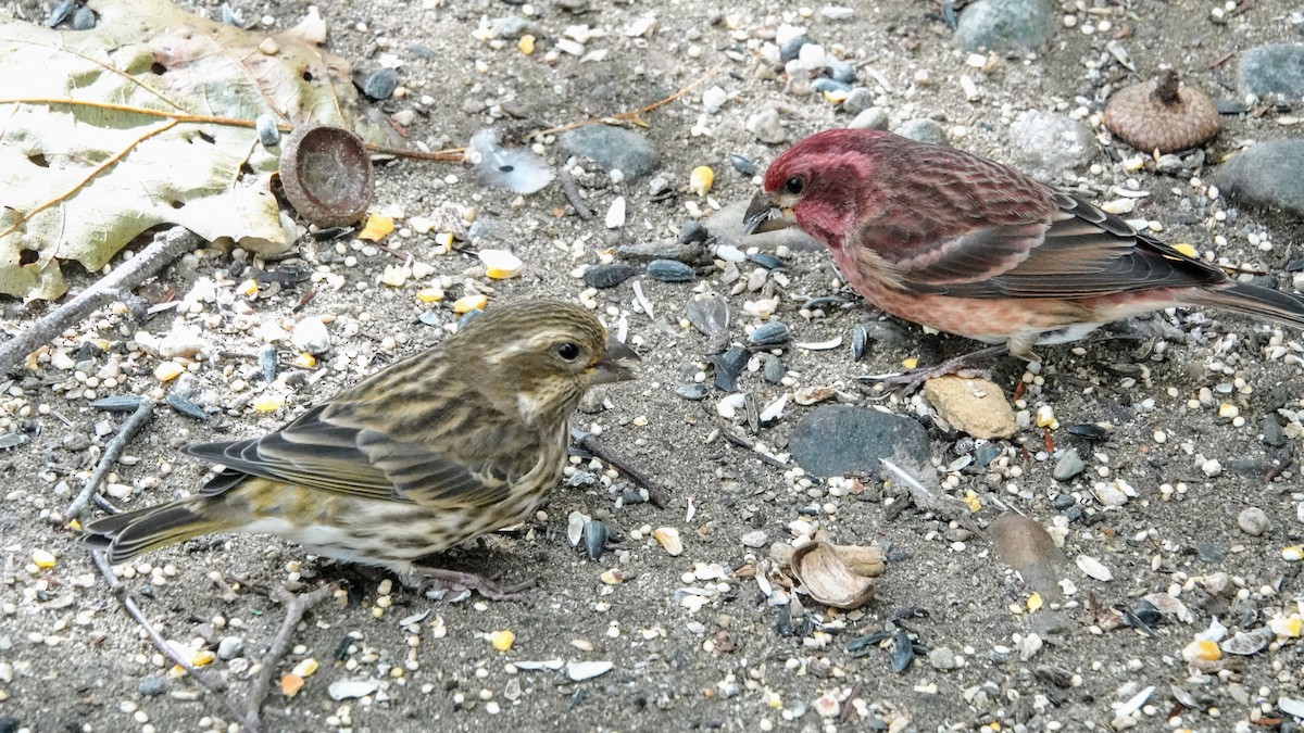 Purple Finch - ML644061382