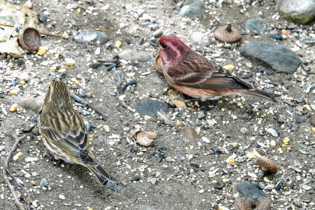 Purple Finch - ML644061383