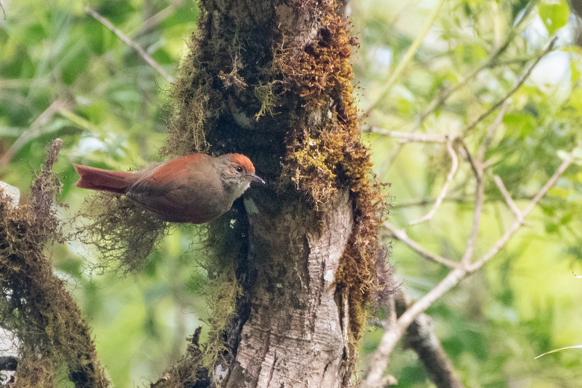 Synallaxe d'Azara - ML644061386