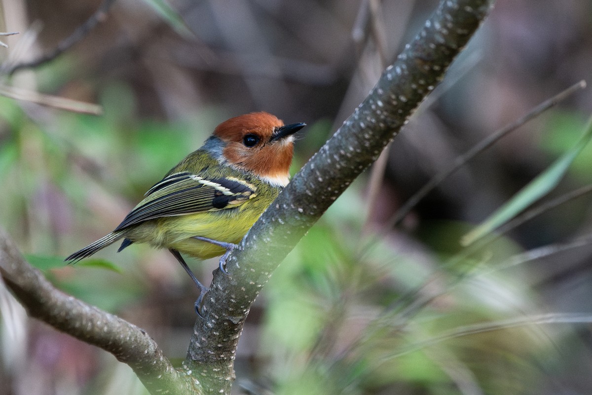 Rufous-crowned Tody-Flycatcher - ML644061396