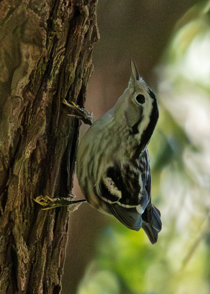 Black-and-white Warbler - ML644061401