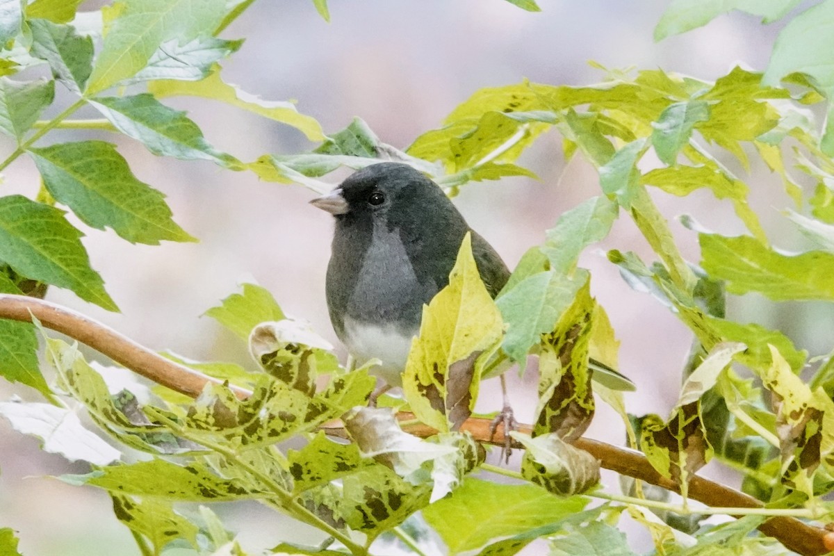 Dark-eyed Junco (Slate-colored) - ML644061407