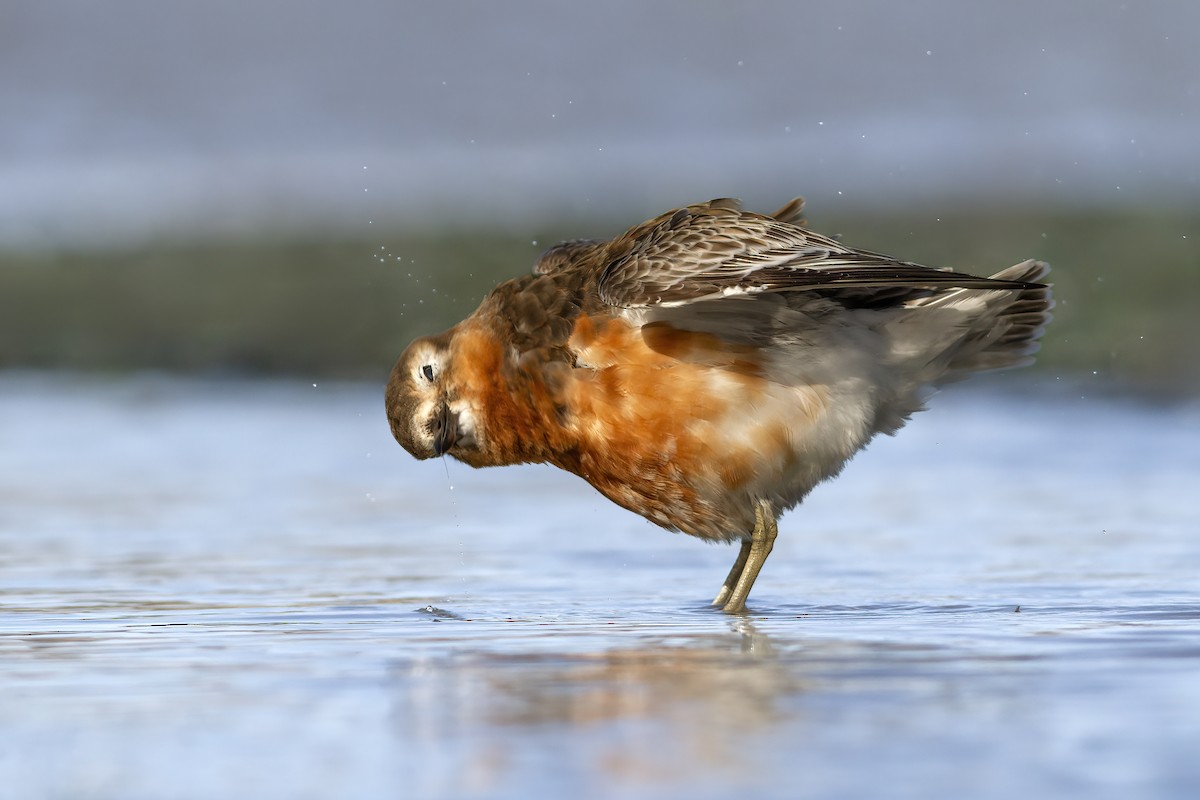 Red-breasted Dotterel (Southern) - ML644061410