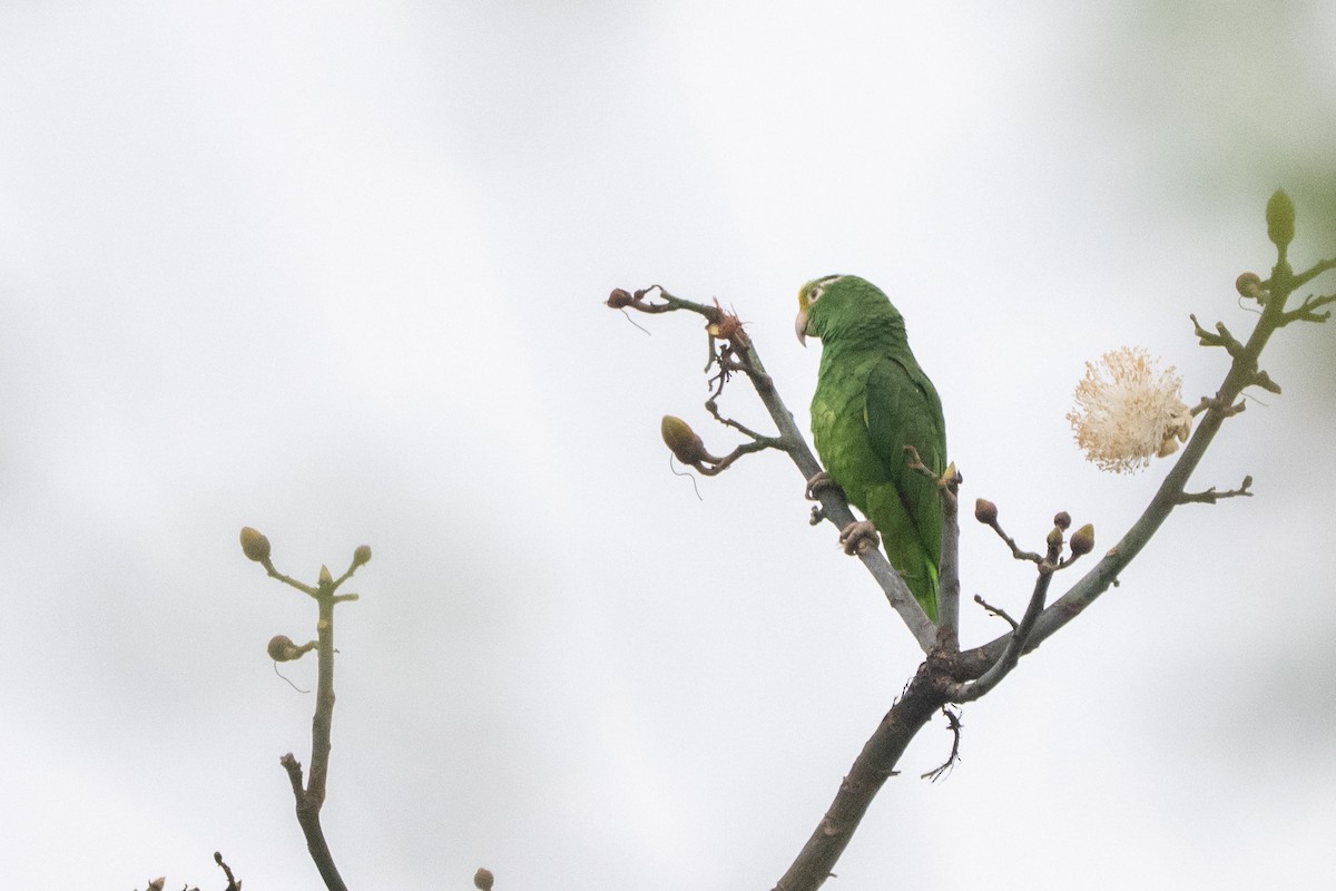 Yellow-crowned Amazon - ML644061412