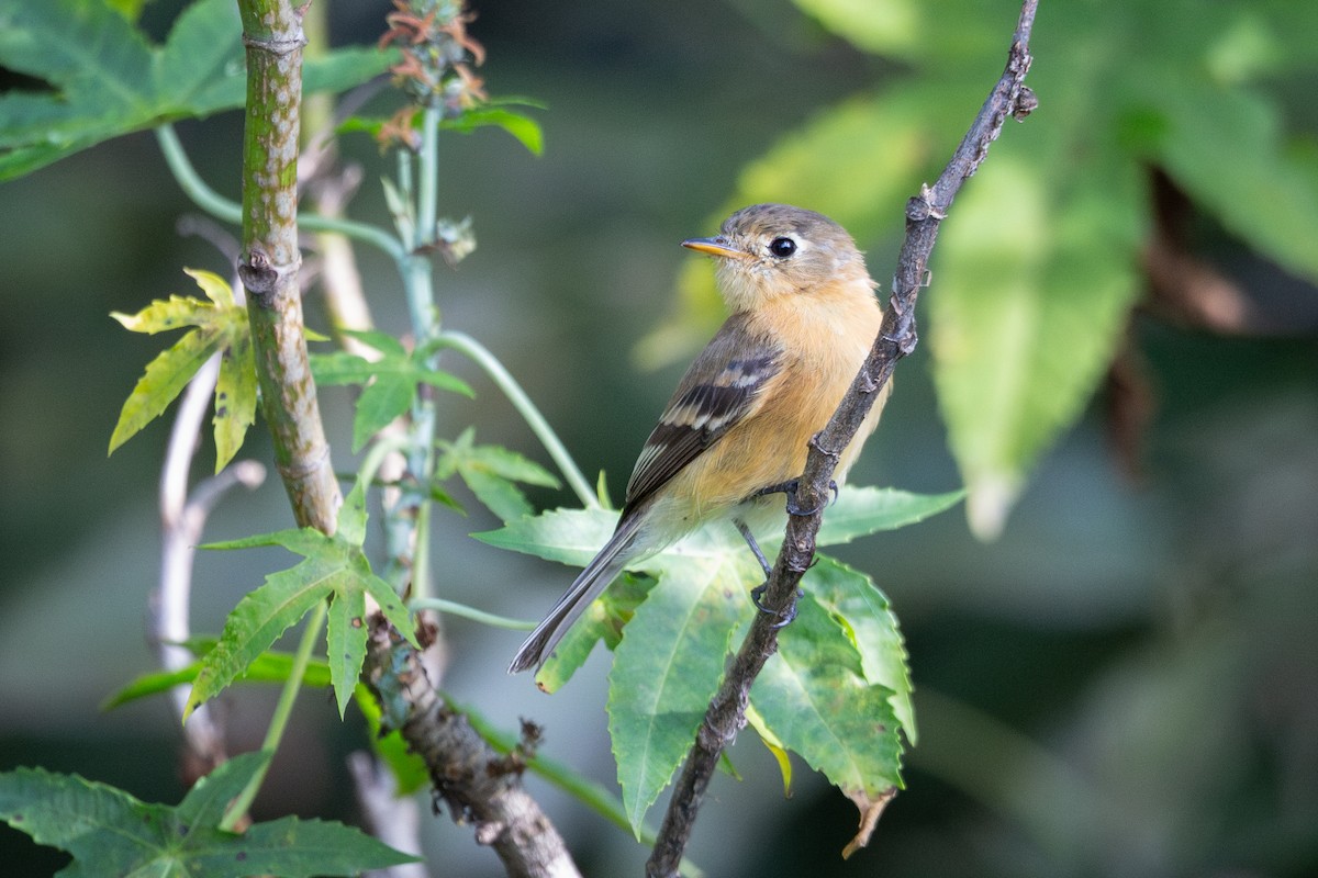 Buff-breasted Flycatcher - ML644061415