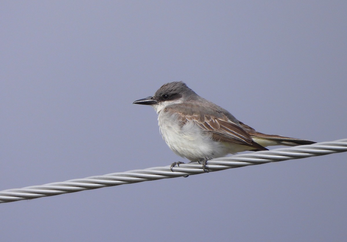Gray Kingbird - ML644061416