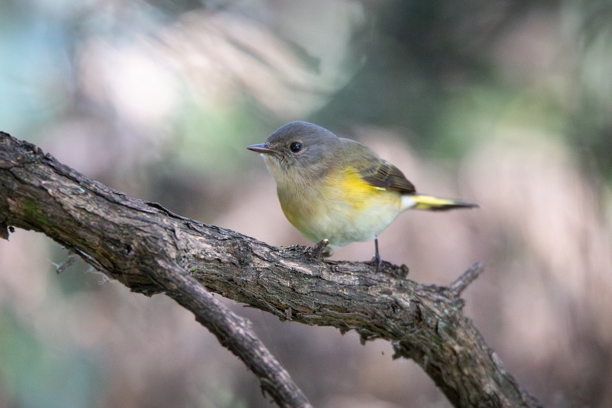 American Redstart - ML644061450