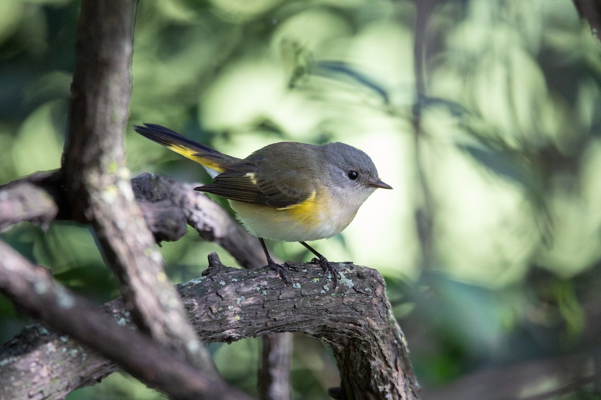 American Redstart - ML644061451