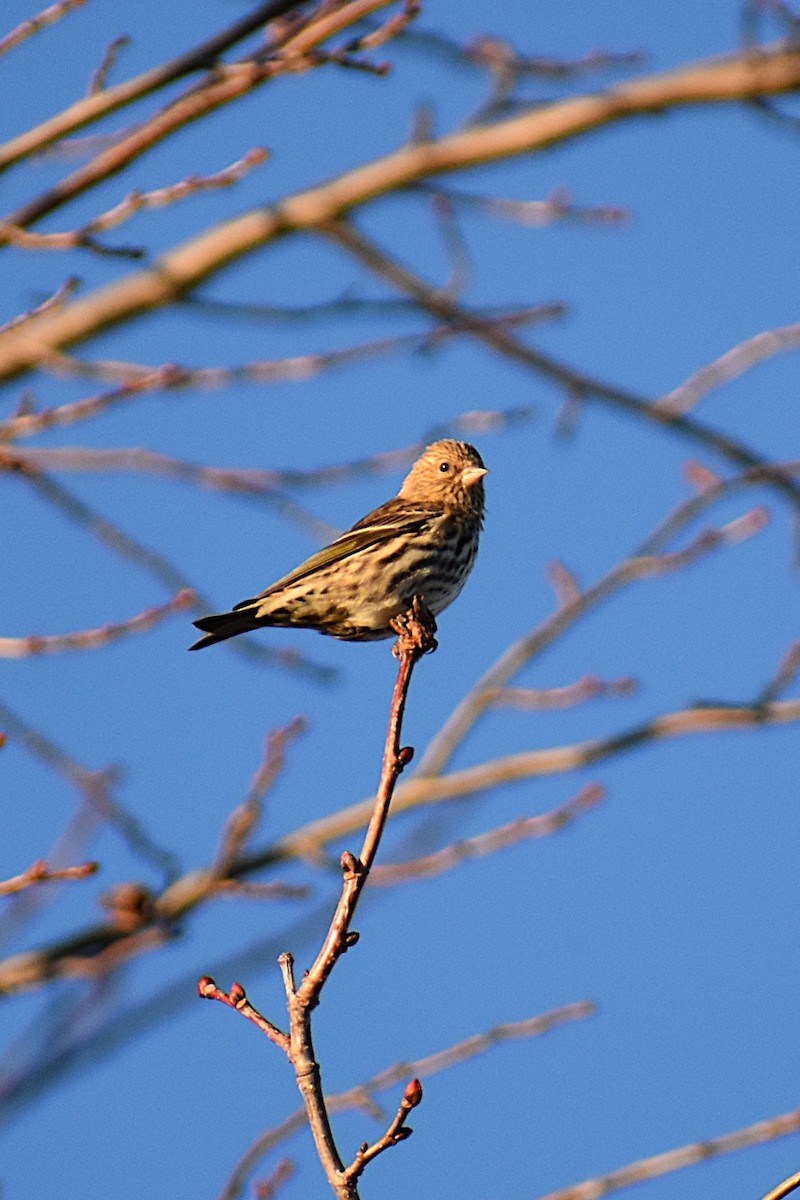 Pine Siskin - ML644061455