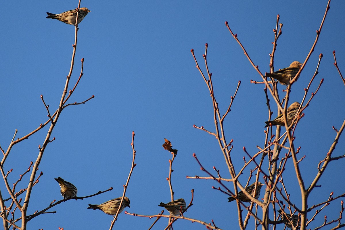 Pine Siskin - ML644061456