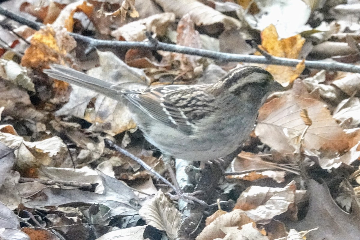 White-throated Sparrow - ML644061468