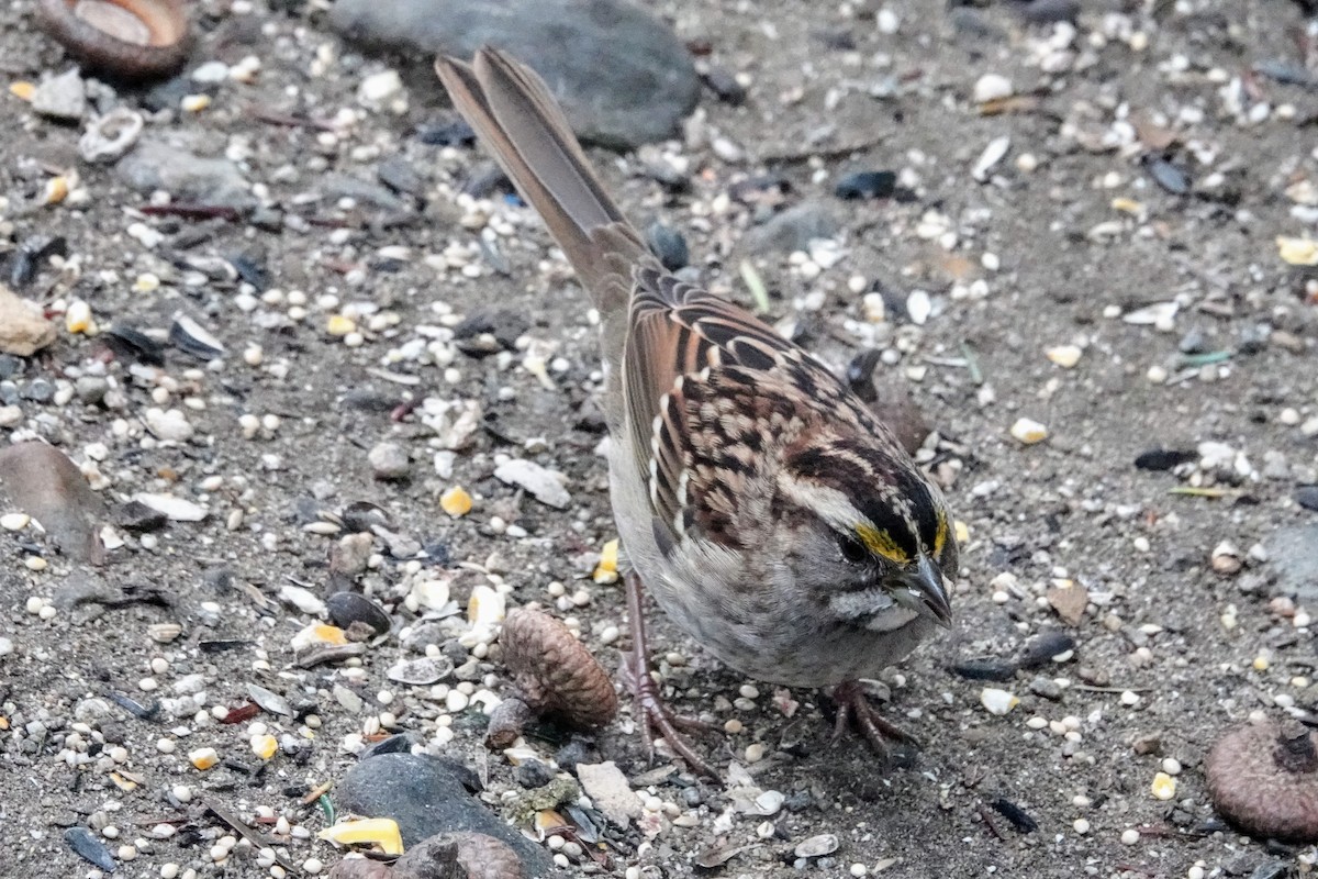 White-throated Sparrow - ML644061469
