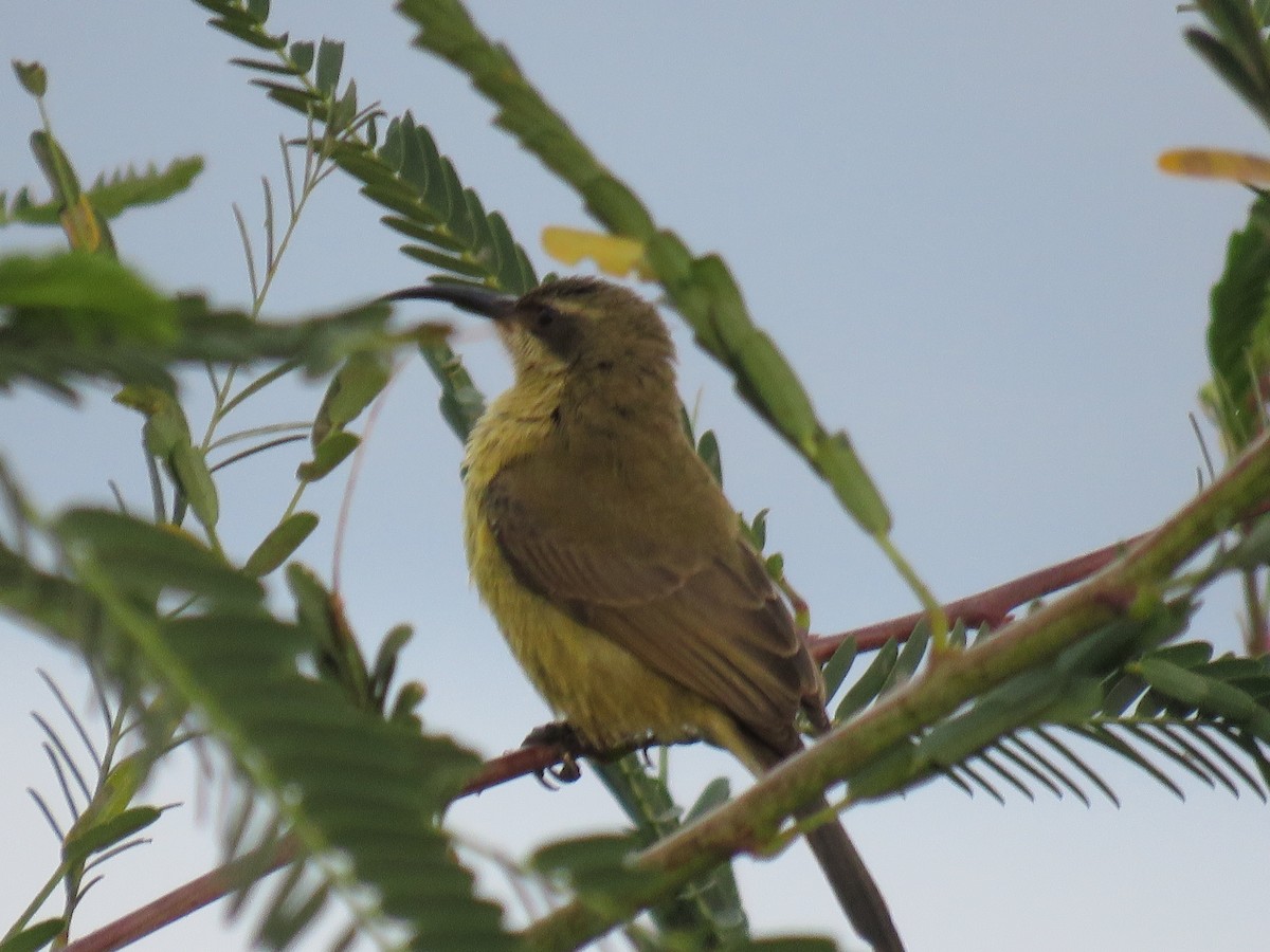 Bronze Sunbird - ML644061475