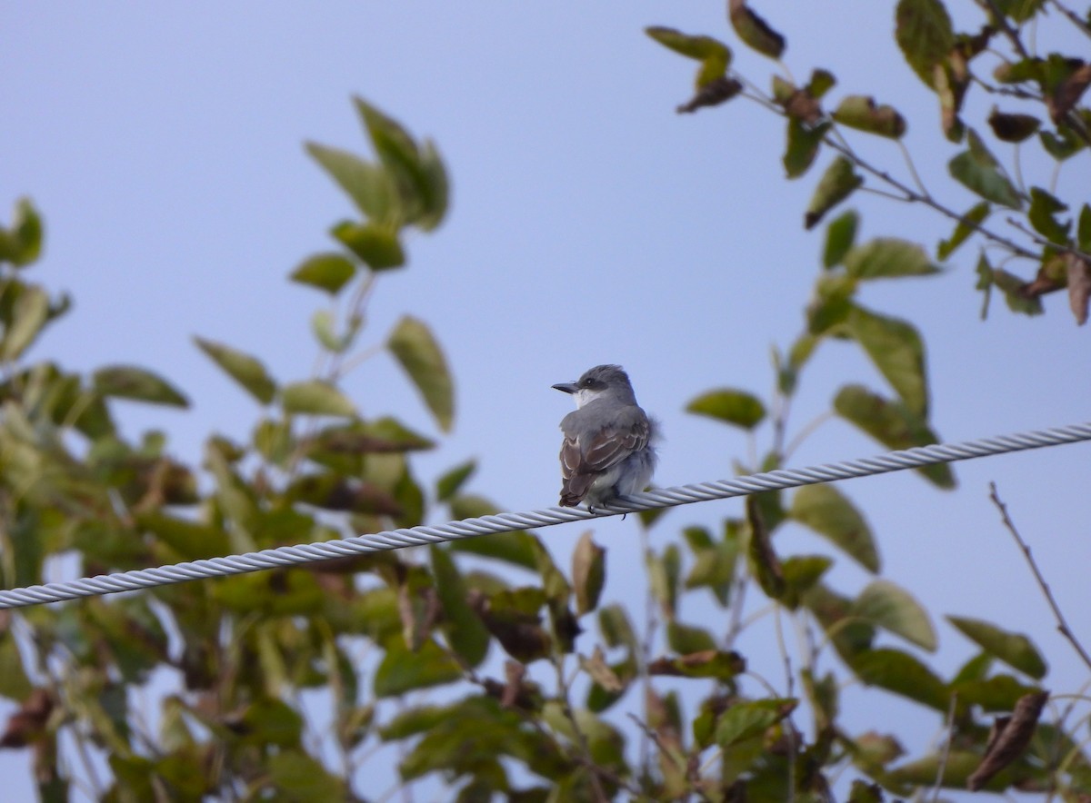 Gray Kingbird - ML644061490
