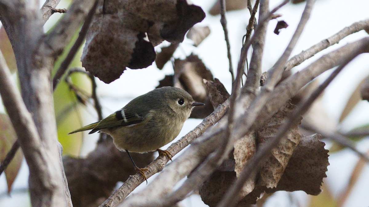 Ruby-crowned Kinglet - ML644061497