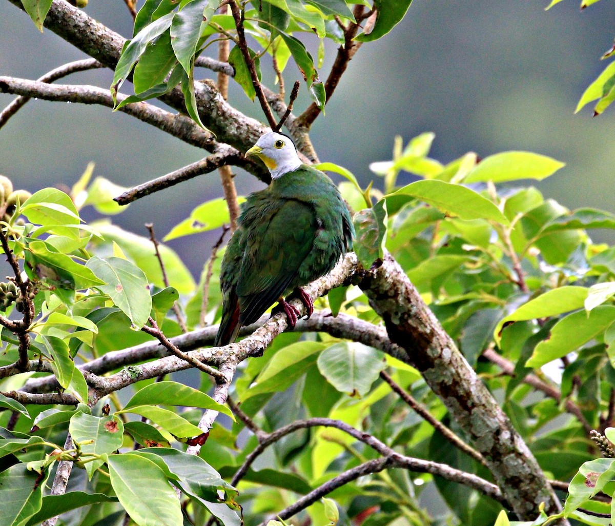 Black-naped Fruit-Dove - ML644061498
