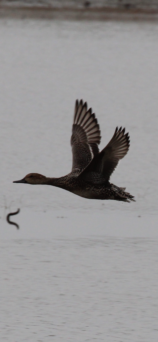 Northern Pintail - ML644061513