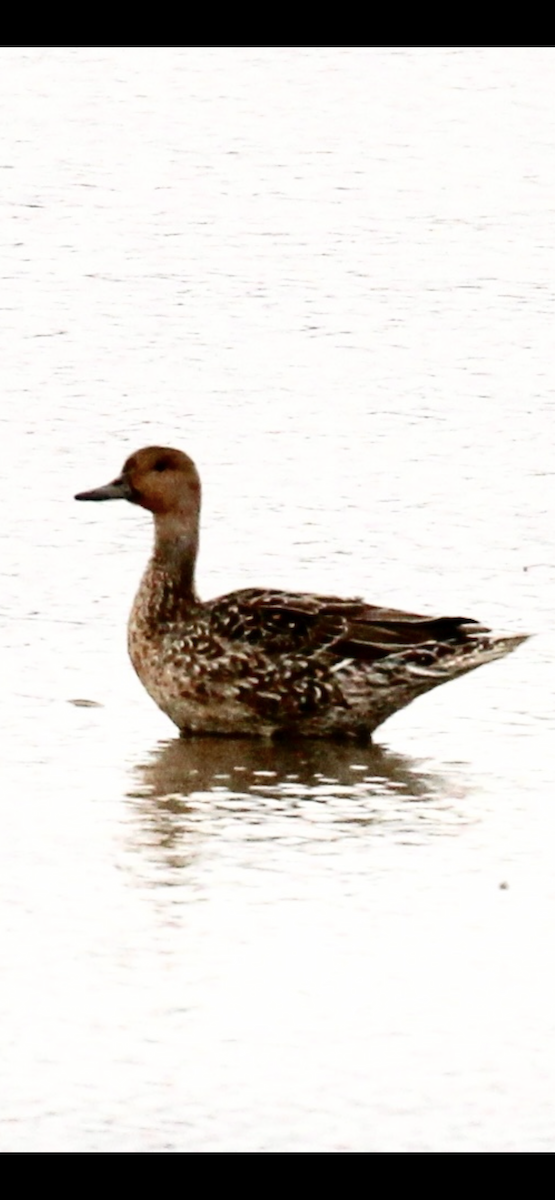 Northern Pintail - ML644061514