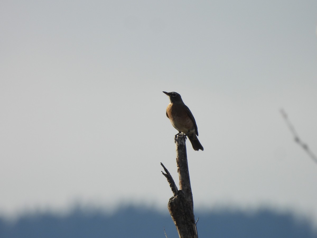 American Robin - ML644061523