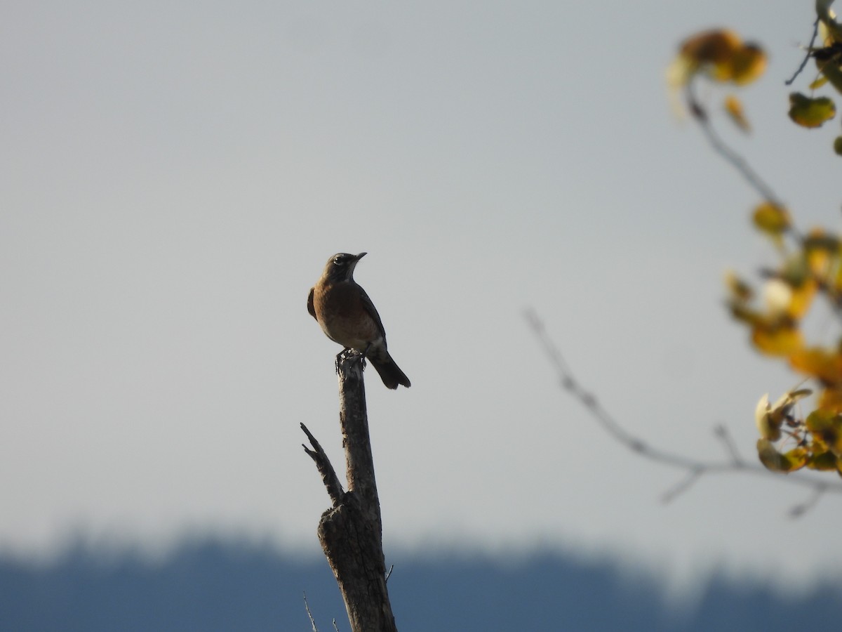 American Robin - ML644061528
