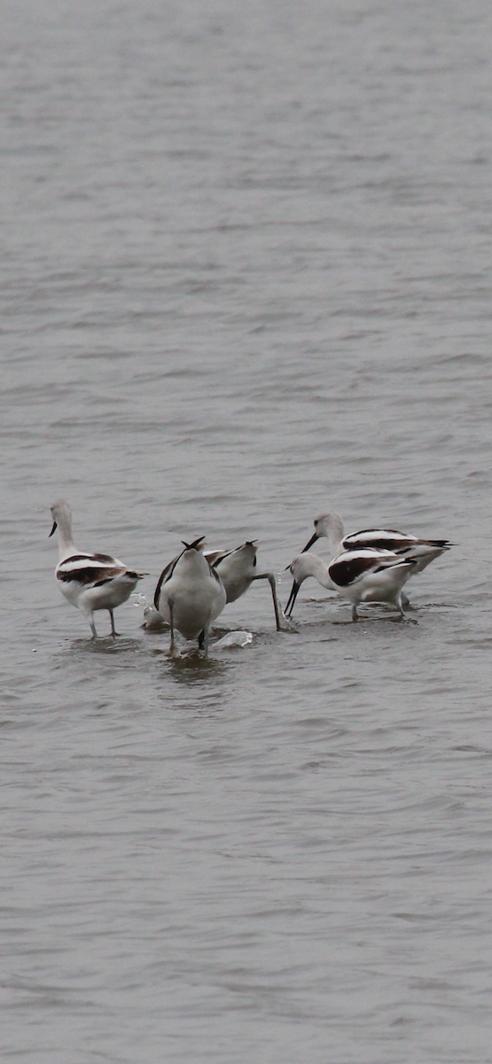 American Avocet - ML644061529