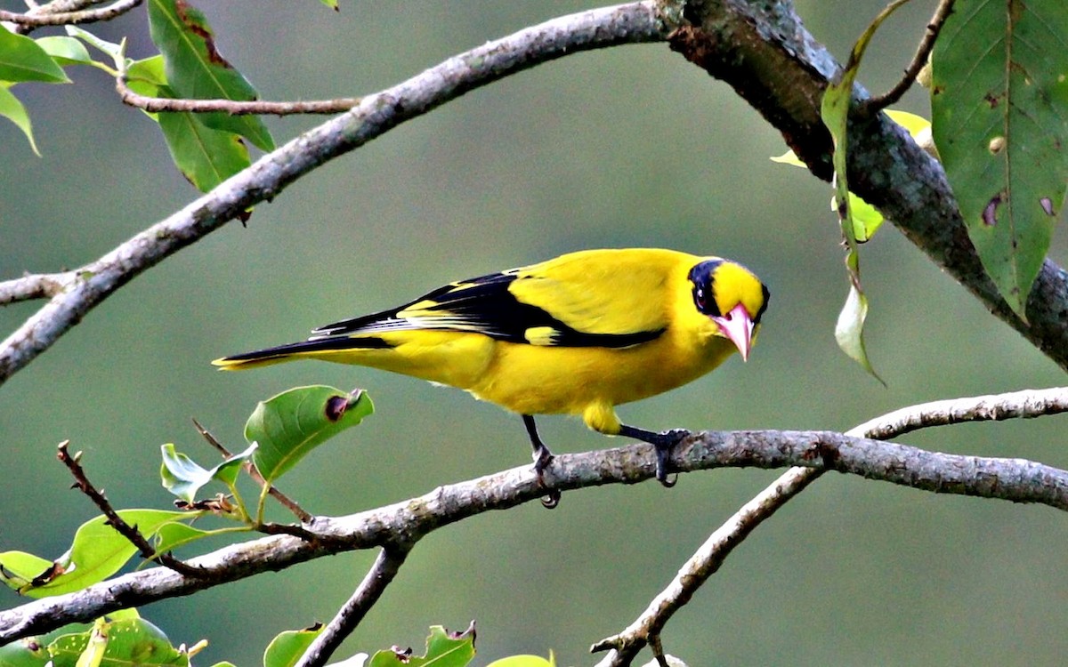 Дорнын шаргач - ML644061530