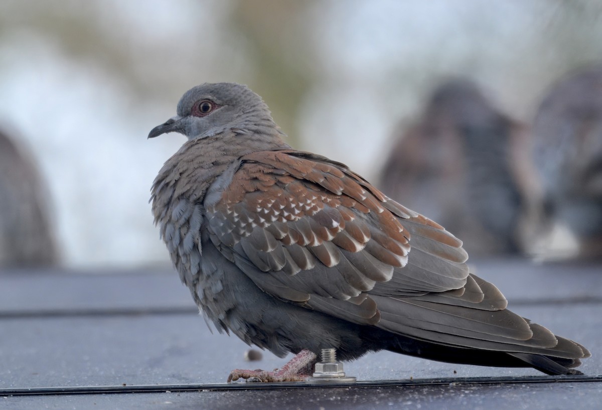 Speckled Pigeon - ML644061535