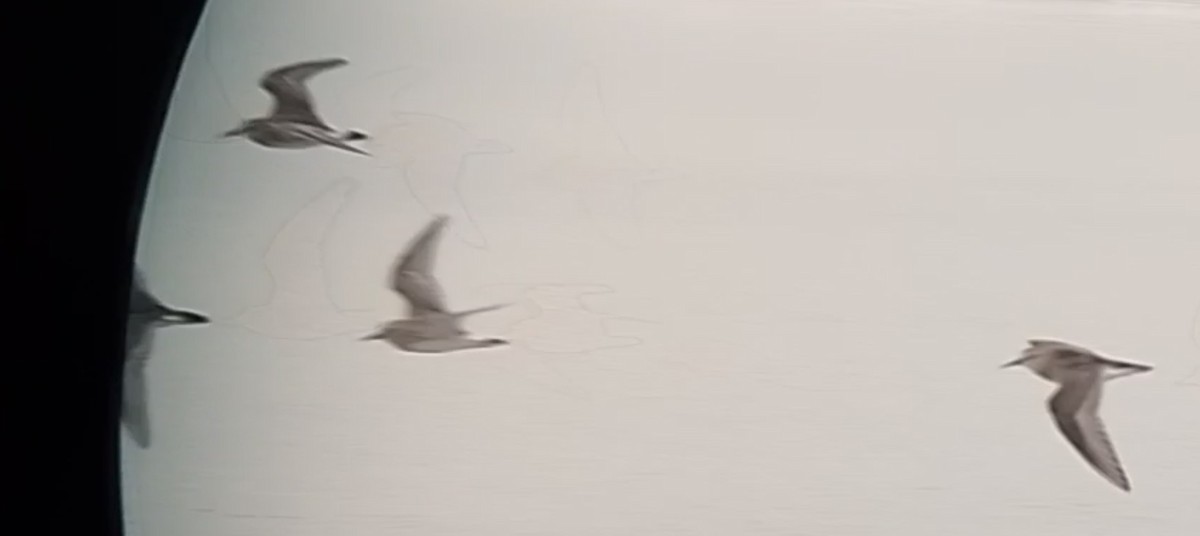 Baird's Sandpiper - ML644061536